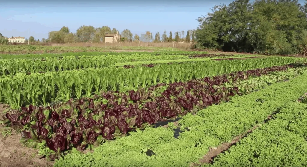 eating vegetables from Sant'Erasmo in Venice
